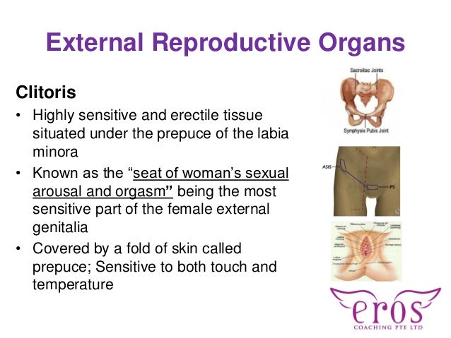 Womens most sensitive point clitoris Free busty and hairy